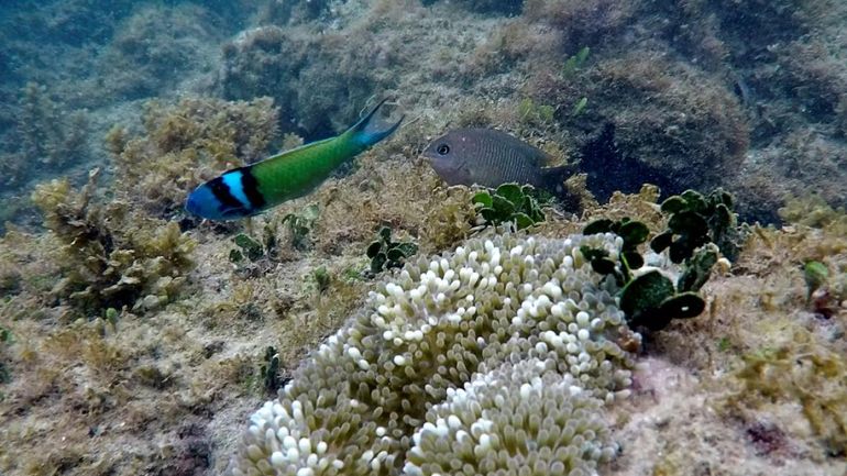 Caraïbes : les récifs coralliens réduits de moitié depuis 1980