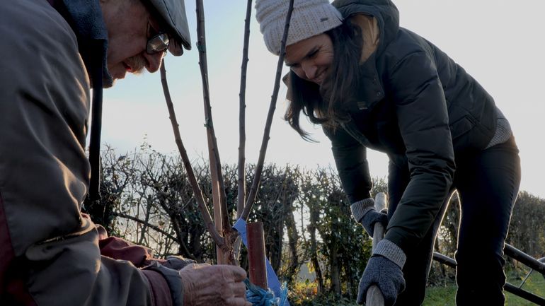 Planter un mirabellier : les étapes essentielles à connaître