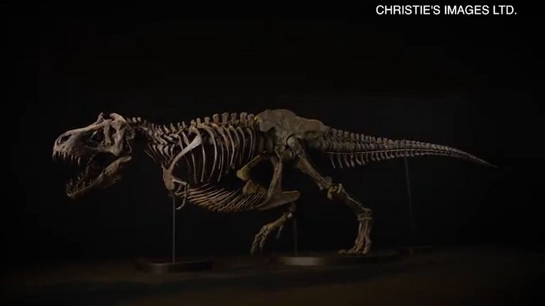 Fossile Biface De Bébé T-Rex Tyrannosaire, Réplique D'os - Noir