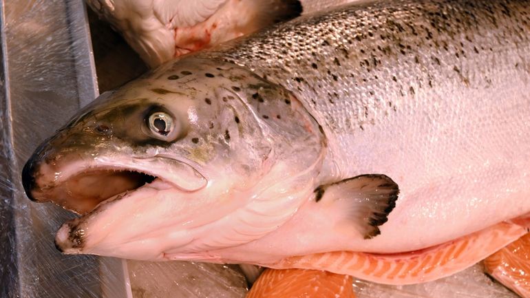 L’élevage du saumon, une industrie dévastatrice qui se ressent jusque dans nos assiettes