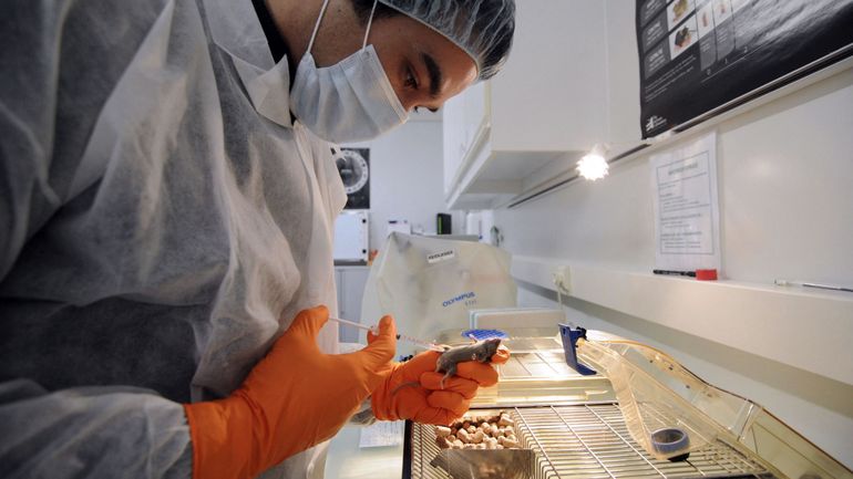 Les hantavirus, une maladie transmise à l'être humain par les rongeurs