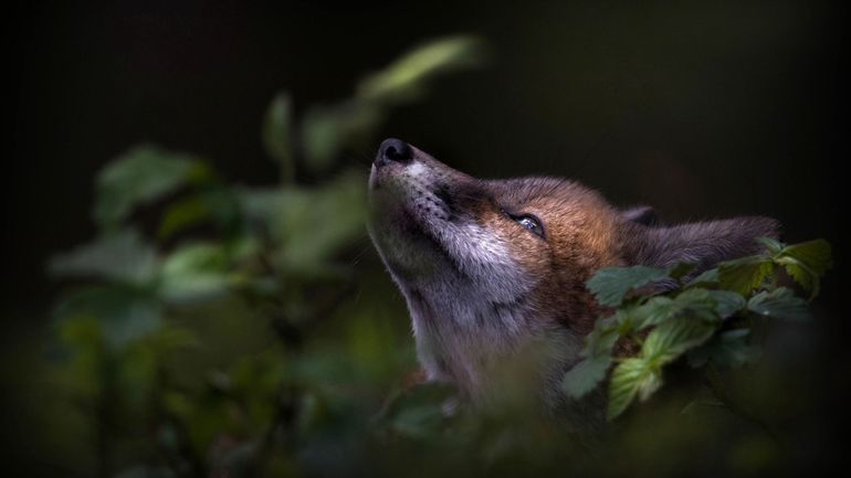 Des photos à découvrir au Festival International Nature Namur