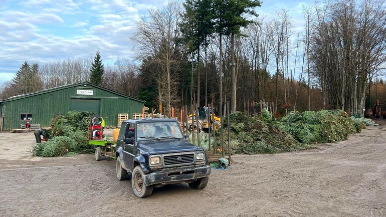 Les sapins de Noël se vendent de plus en plus tôt