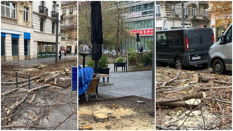 Coupe d’arbres sur le piétonnier de Bruxelles : la ville précise "aucun arbre n’a été abattu" Coupe d’arbres sur le piétonnier de Bruxelles : la ville précise "aucun arbre n’a été abattu"