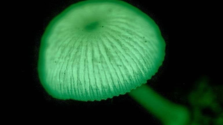 Ces champignons qui brillent dans la nuit : la bioluminescence fongique décryptée