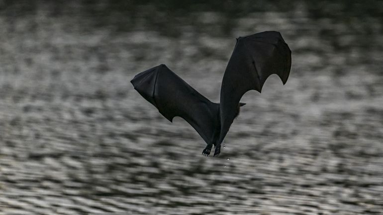 Photoluminescence : quand les chauves-souris s’illuminent dans l’obscurité Photoluminescence : quand les chauves-souris s’illuminent dans l’obscurité