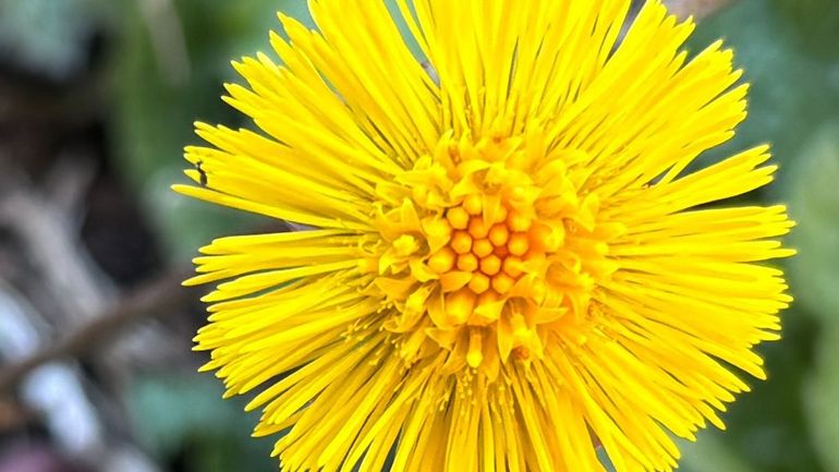 Ne tondez pas trop vite votre pelouse : les abeilles sauvages ont besoin des premières fleurs d'été