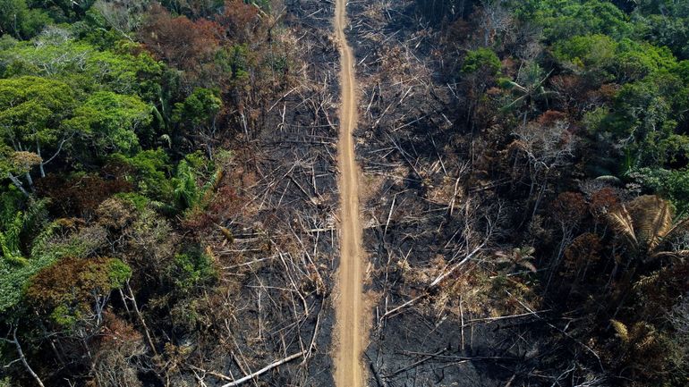 Rendre la protection des forêts financièrement plus intéressante que leur destruction : le plan du président brésilien Lula face à la déforestation Rendre la protection des forêts financièrement plus intéressante que leur destruction : le plan du président brésilien Lula face à la déforestation