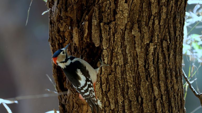 Nichoirs à oiseaux : la nature a toujours le dernier mot !