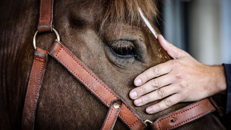 Un premier cas de virus du Nil occidental détecté chez un cheval en Belgique