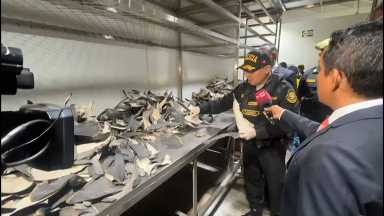 Pérou : saisie de plus de six tonnes d'ailerons de requins destinées à l'Asie