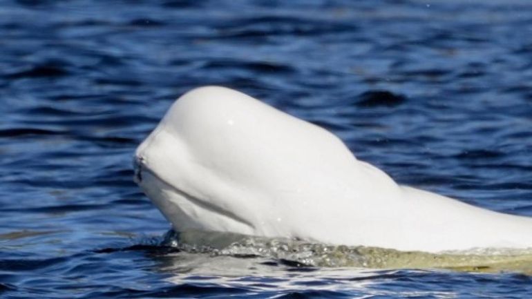 Norvège : phénomène rare, un béluga repéré dans une rivière près d'Oslo