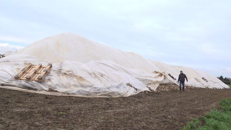 Accord Mercosur : les producteurs de betteraves belges redoutent une concurrence déloyale