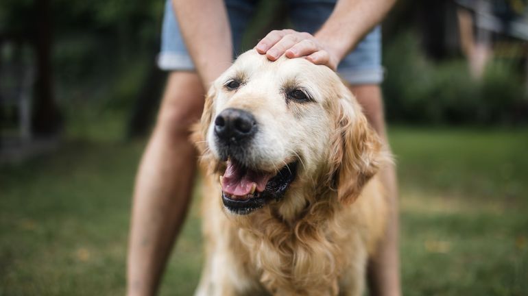 Bien nourrir son chien : "Le chien, même si l’on veut en faire un omnivore, est avant tout un carnivore" Bien nourrir son chien : "Le chien, même si l’on veut en faire un omnivore, est avant tout un carnivore"