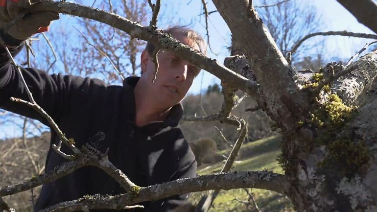 La taille des arbres fruitiers : mieux comprendre la nature pour mieux l'entretenir