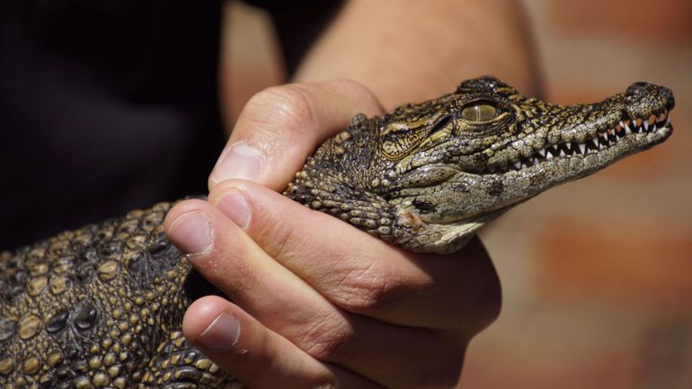 Australie : un bébé crocodile s’égare dans la piscine d’un hôtel de luxe Australie : un bébé crocodile s’égare dans la piscine d’un hôtel de luxe