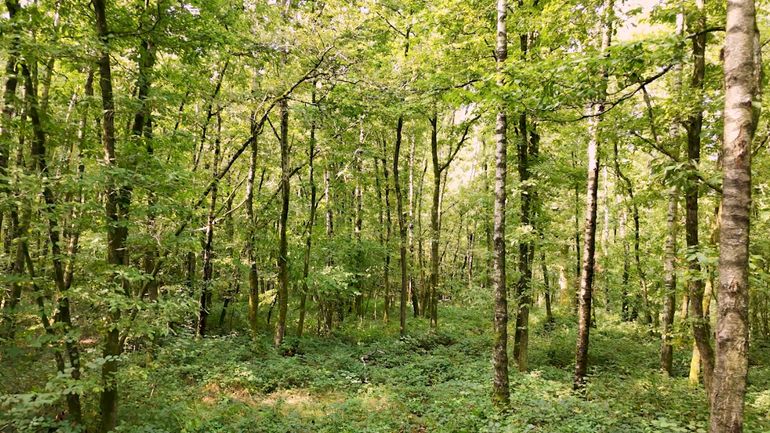 Au coeur de la plus grande forêt en libre évolution de Wallonie