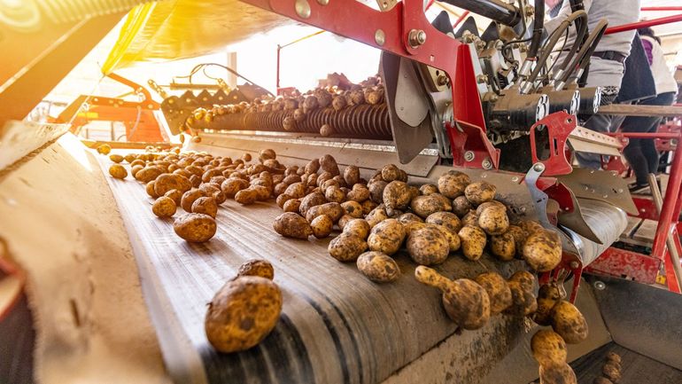 QR : pourquoi ne pas donner notre production excédentaire de pommes de terre aux pays en famine ou aux Restos du Coeur ?