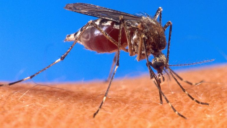 L'OMS met en garde contre la hausse des cas de virus du Nil occidental en Europe