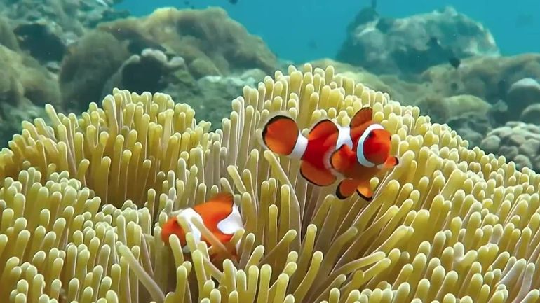 Jean-Pascal van Ypersele alerte : "La fonte des calottes glaciaires pourrait élever les mers de 75 mètres" Jean-Pascal van Ypersele alerte : "La fonte des calottes glaciaires pourrait élever les mers de 75 mètres"