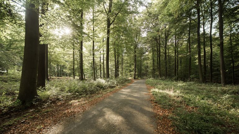 Vents violents attendus à Bruxelles : les parcs régionaux et la forêt de Soignes fermés dès 19h, mais Couleur Café continue