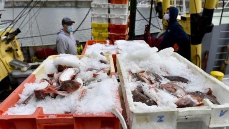 Belgique : la pêche en mer se redresse légèrement après avoir atteint son niveau le plus bas
