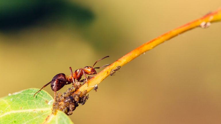 Températures trop douces en décembre : un danger pour les insectes et les cultures Températures trop douces en décembre : un danger pour les insectes et les cultures