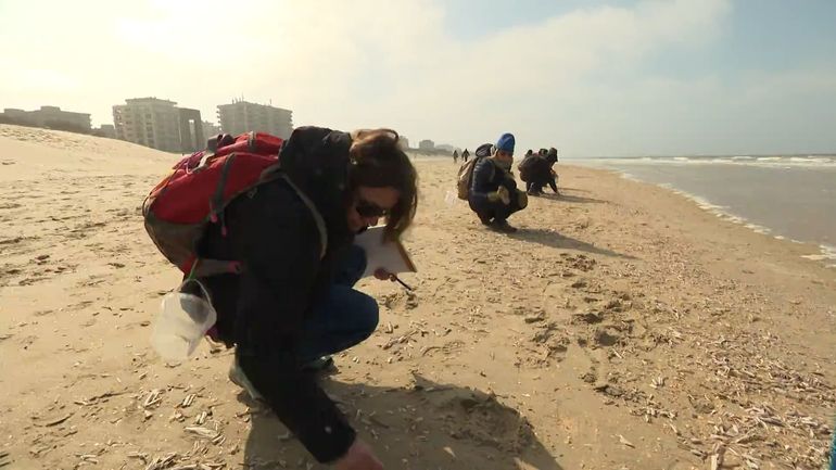 Environ 65.000 coquillages recensés et identifiés lors d'une journée de comptage organisée dans dix communes côtières belges
