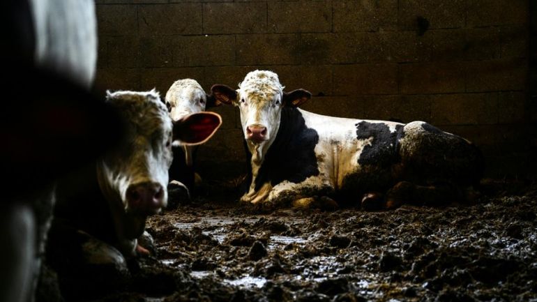 Etats-Unis : retour d'un parasite dévastateur pour le bétail