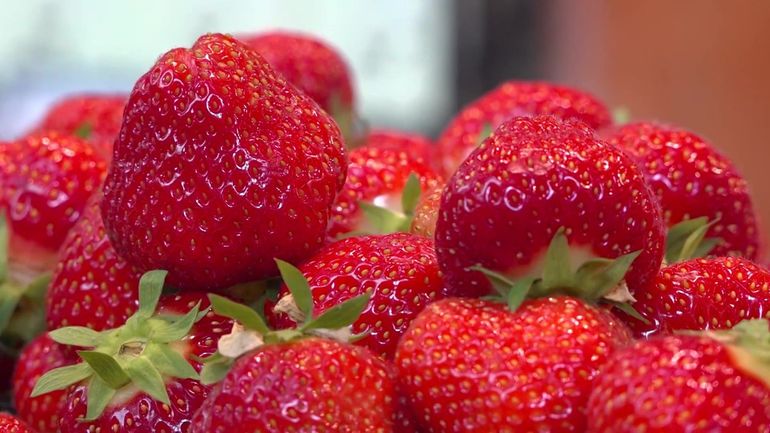 Retour imminent des fraises : une saison en avance sur le calendrier