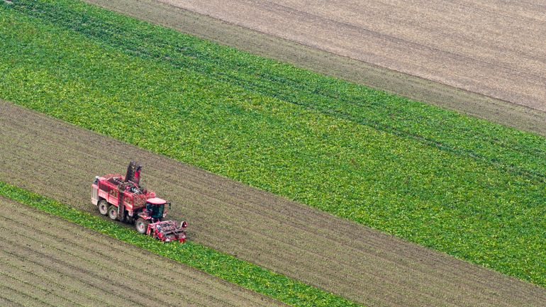 Le secteur betteravier tire la sonnette d'alarme