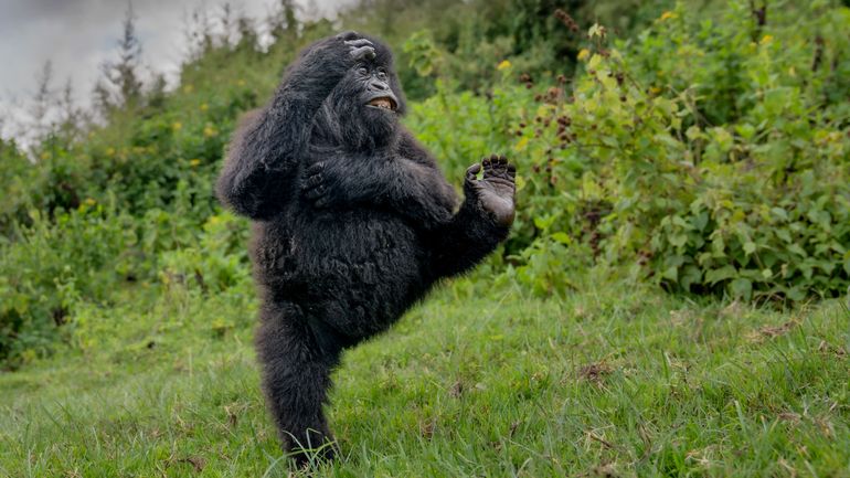 "Tope-la" : l’adorable photo gagnante du concours Comedy Wildlife Awards 2025