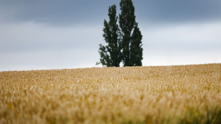 Allergies aux pollens de graminées : une saison plus longue, des symptômes plus marqués avec la chaleur