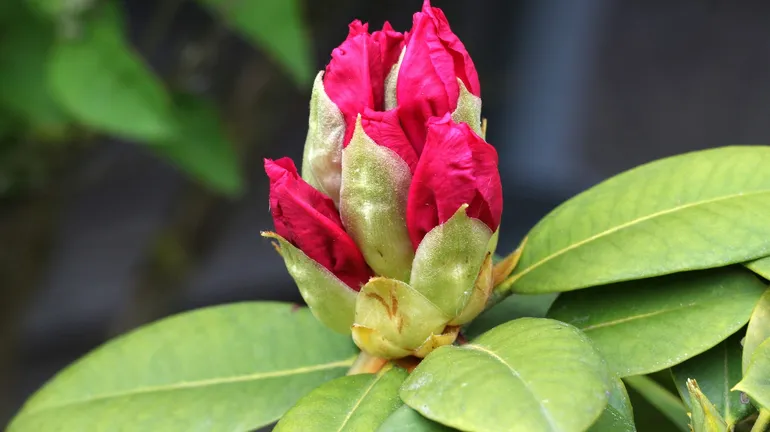 Les rhododendrons face aux scheresses du changement climatique, stop ou  encore ? - RTBF Actus