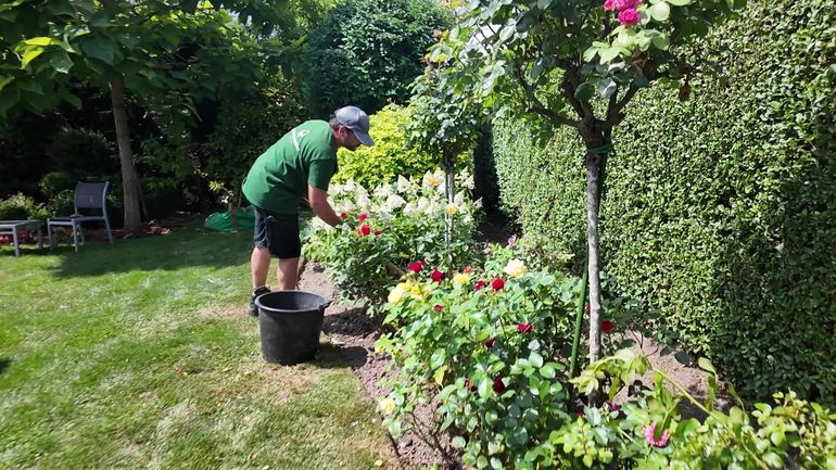 Les bons réflexes à avoir pour les plantes, fleurs et pelouses en pleine canicule