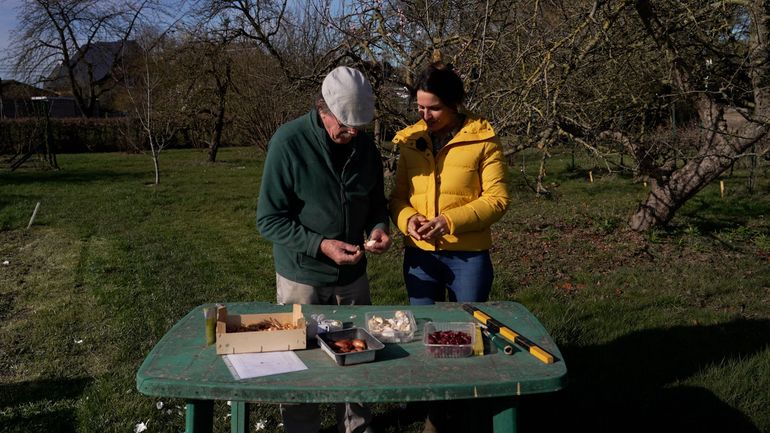 Ail, oignons, échalotes : les secrets d'une plantation réussie