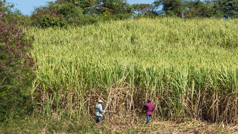 En Guadeloupe, la sécheresse met en péril la future récolte de canne à sucre : "Les plantules brûleraient"