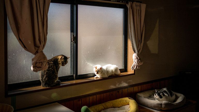 Avec les chiens et chats abandonnés de la catastrophe de Fukushima, le combat obstiné de Toru Akama