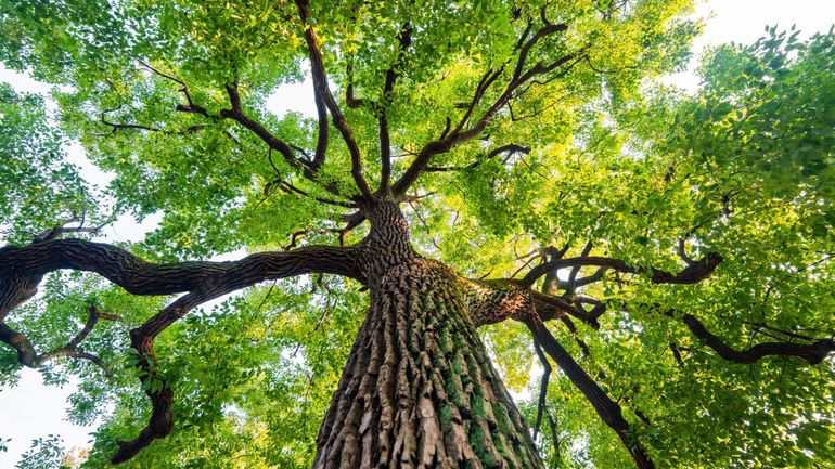 Planter à tout prix : les arbres peuvent-ils vraiment nous sauver du réchauffement climatique ?