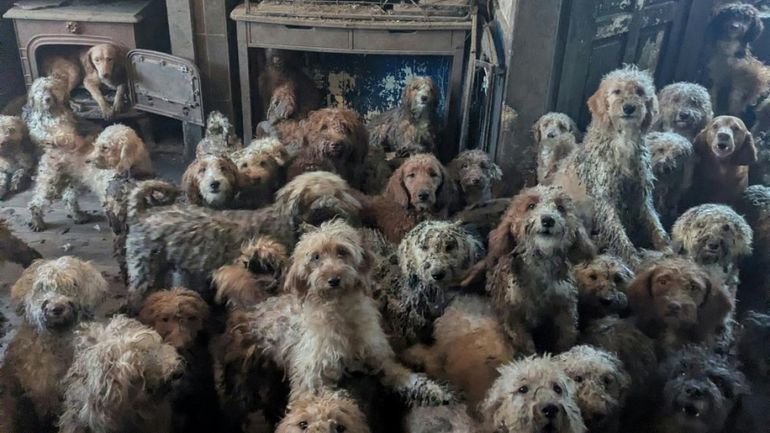 Royaume-Uni : une association découvre 250 chiens entassés dans une maison, les propriétaires se disant "dépassés"