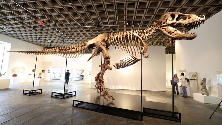 Le squelette d'un T-Rex vendu 50 millions de dollars lors d'une enchère à New York
