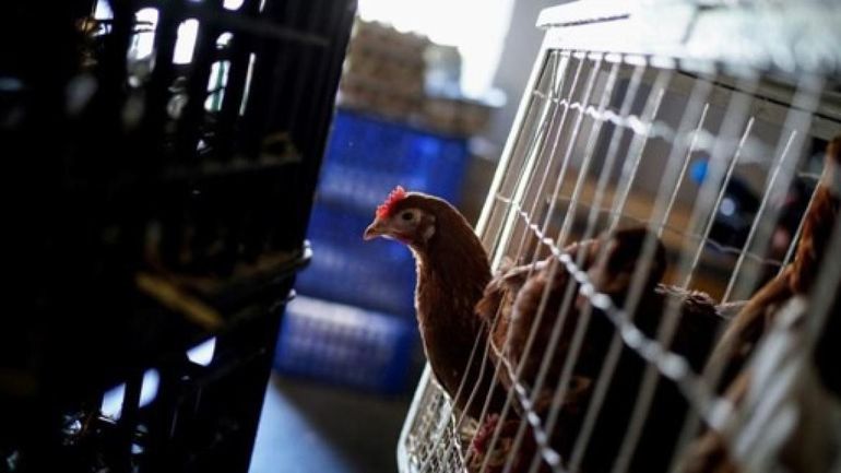 Grippe aviaire : les mesures contre la propagation de la grippe aviaire H5 assouplies à partir de jeudi