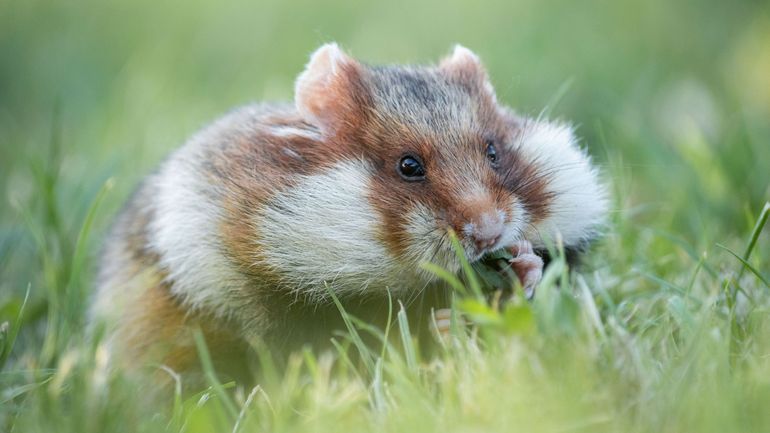 La valse sauvage de Vienne à découvrir dans Le Jardin Extraordinaire