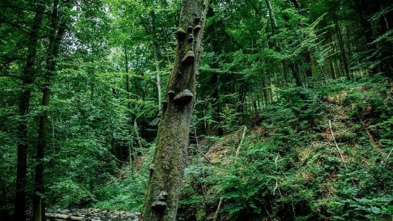 Le parc national de l’Entre-Sambre-et-Meuse devient un "Wilder Park"