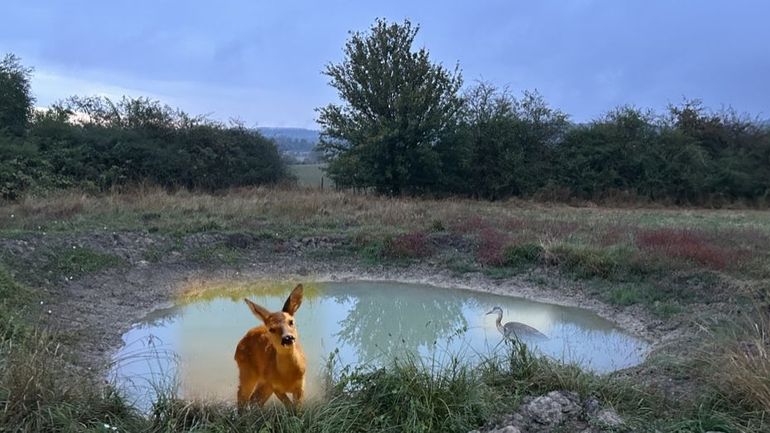 Parc National de l’Entre-Sambre-et-Meuse : le plus important maillage de mares de Wallonie accueille déjà une impressionnante biodiversité