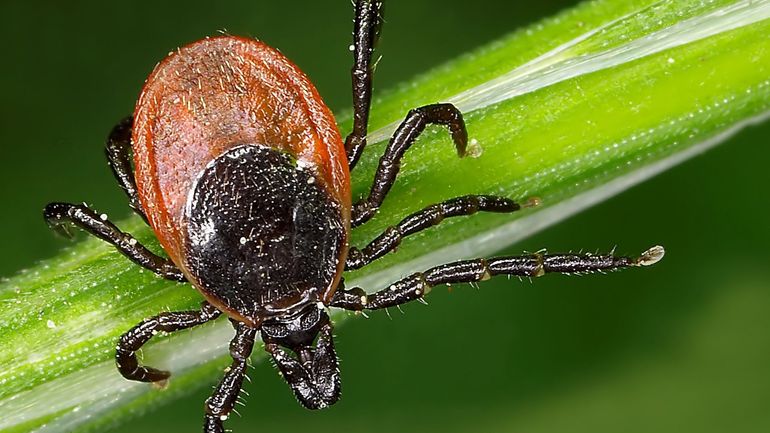 Maladie de Lyme : comment la bactérie Borrelia burgdorferi nous infecte Maladie de Lyme : comment la bactérie Borrelia burgdorferi nous infecte