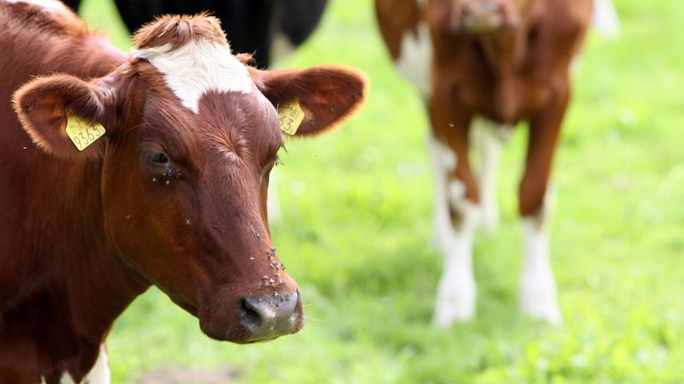 Maladie de la langue bleue : pour 2026, les autorités recommandent de vacciner mais ne subventionnent plus