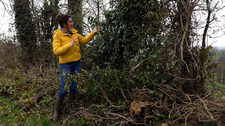 À la découverte de trois lianes indigènes de nos régions