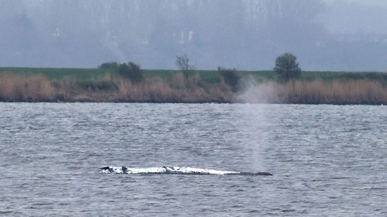 La baleine à bosse échouée en Allemagne est repartie en mer sans aide
