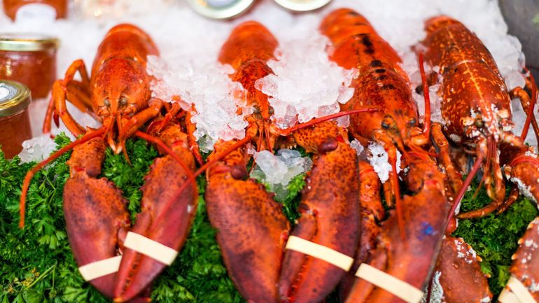 Sondage : Gaia appelle à des fêtes sans homard Sondage : Gaia appelle à des fêtes sans homard